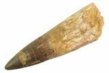 Bargain, Real Fossil Spinosaurus Tooth - Composite Tooth #347210-1